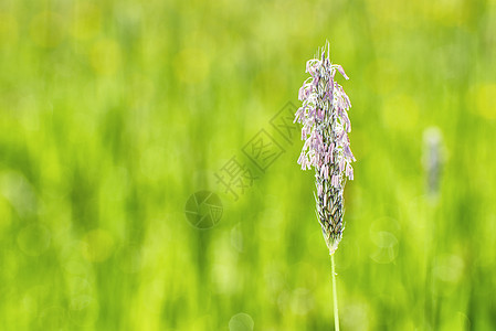 一个平面宏水平黄色草地草本植物宏观季节紫色草原芭蕉植物图片