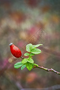 玫瑰芯片植物药品浆果草本植物枝条健康荒野红色叶子灌木图片