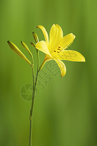 黄色花莲花朵植物五角星百合花园宏观花粉花瓣工作室庆典图片