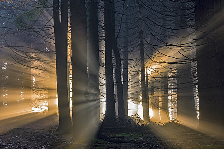 带太阳光的零星森林射线天气薄雾国家林地风景地面季节树林针叶图片