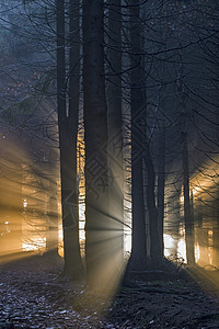 带太阳光的零星森林魔法风景针叶林地阳光环境雾气国家树木晴天图片