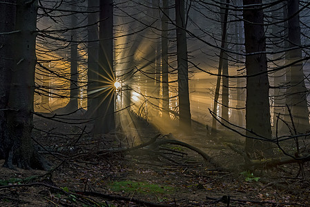 带太阳光的零星森林树木雾气林地薄雾太阳天气植物群国家云杉情绪图片