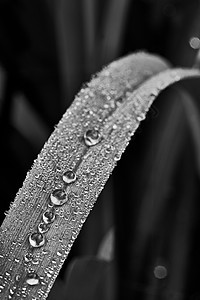 Dewy 草草飞沫雨滴宏观水分叶子草地刀片水滴露珠植物图片