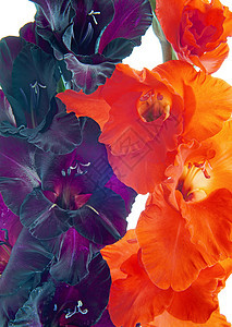 格拉迪奥卢斯花植物学念日工作室园艺红色生日白色花瓣雌蕊植物图片