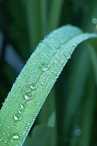 Dewy 草草生长露珠水滴植物下雨叶子水分雨滴飞沫生态图片