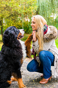 狗用爪子握手给他的女人命令成人动物宠物草地小路山狗注意力公园训练图片