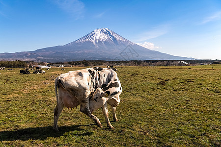 一只绿地的牛 背景是山峰 在田里舔奶牛图片