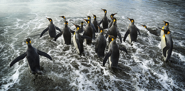 南极洲的企鹅殖民地 美丽的企鹅走向水面环境团体螺科海洋黑与白潜水极地荒野野生动物照片图片
