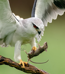 红眼白鹰猫头鹰在树枝上(Bubo扫描仪)图片
