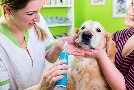 大狗在养狗店接受妇女牙科护理刷子口臭口腔宠物治疗沙龙牙齿狗屋牙刷客厅图片