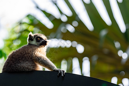 坐在树枝上观察时尾随着Lemur catta的戒指热带眼睛条纹野生动物警报动物园灵长类动物卡塔荒野图片