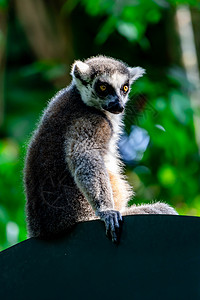 坐在树枝上观察时尾随着Lemur catta的戒指野生动物濒危荒野囚禁眼睛动物园雨林灵长类哺乳动物森林图片