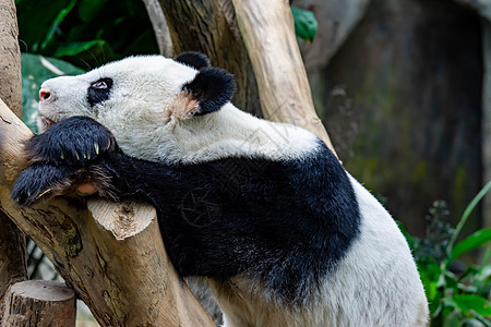 一只非常懒惰和困倦的大熊猫发现自己坐在木椅上睡觉 非常无聊和困倦的大熊猫熊森林动物岩石野生动物小憩休息熊猫哺乳动物荒野睡眠图片