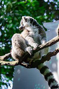 坐在树枝上观察时尾随着Lemur catta的戒指婴儿濒危森林雨林哺乳动物毛皮公园野生动物条纹警报图片