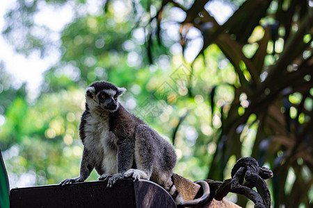 坐在树枝上观察时尾随着Lemur catta的戒指荒野热带哺乳动物动物森林毛皮野生动物濒危尾巴动物园图片