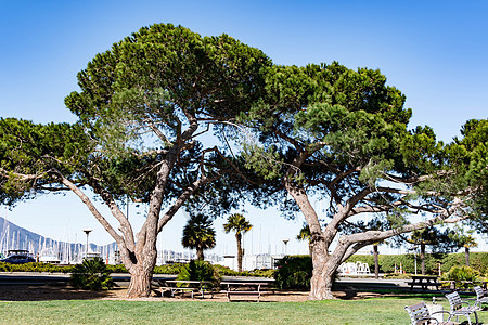 加州索萨利托公园大树 背景上有模糊的游艇港图片