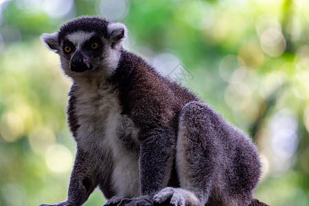 坐在树枝上观察时尾随着Lemur catta的戒指眼睛毛皮动物热带条纹雨林野生动物濒危卡塔囚禁图片