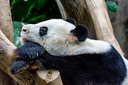 一只非常懒惰和困倦的大熊猫发现自己坐在木椅上睡觉 非常无聊和困倦的大熊猫熊哺乳动物毛皮栖息地吸引力动物园熊猫动物树叶竹子濒危图片