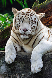 白色老虎或邦加虎的特拍照片 同时凝视着某人表现出兴趣眼睛荒野力量毛皮食肉豹属动物园条纹俘虏公园图片