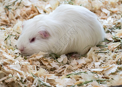 吃饭时还小可爱的小白鼠 卡维娅波塞鲁斯乐趣工作室哺乳动物毛皮棕色白色宠物食物豚鼠动物图片