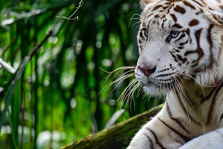 白色老虎或邦加虎的特拍照片 同时凝视着某人表现出兴趣丛林动物园哺乳动物食肉条纹热带岩石公园野生动物捕食者图片