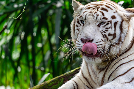一张白色老虎或邦加虎的特拍照片 同时用舌头伸出来表着兴趣图片