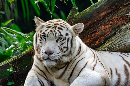 白色老虎或邦加虎的特拍照片 同时凝视着某人表现出兴趣公园捕食者哺乳动物食肉濒危毛皮条纹眼睛危险俘虏图片