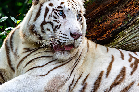 白色老虎或邦加虎的特拍照片 同时凝视着某人表现出兴趣食肉毛皮条纹捕食者野生动物危险橙子豹属猫科荒野图片