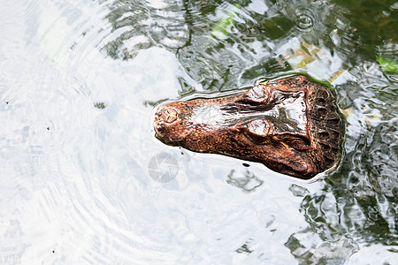 非洲矮鳄 宽口骨鳄 自然栖息地的细节肖像 大眼睛的蜥蜴 来自非洲热带森林的野生动物场景 在河中矮人爬虫骨骨鱼牙齿危险捕食者动物群图片
