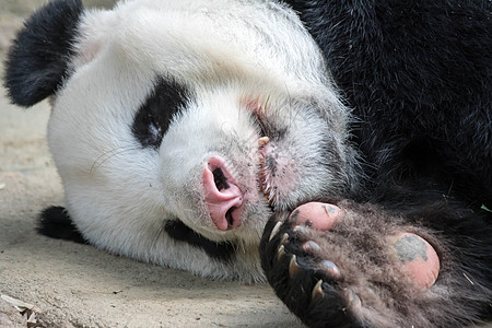 巨型熊熊熊在吃竹子后 在森林雨中睡着时 它正在睡觉白色毛皮野生动物荒野栖息地公园黑色哺乳动物动物园熊猫图片