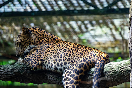 在新加坡动物园的树枝上休息时 一只豹豹豹豹美洲豹豹豹热带猫科动物艺术哺乳动物食肉橙子猎人公园危险图片