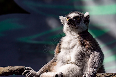 坐在树枝上观察时尾随着Lemur catta的戒指森林公园灵长类眼睛雨林濒危野生动物尾巴哺乳动物荒野图片