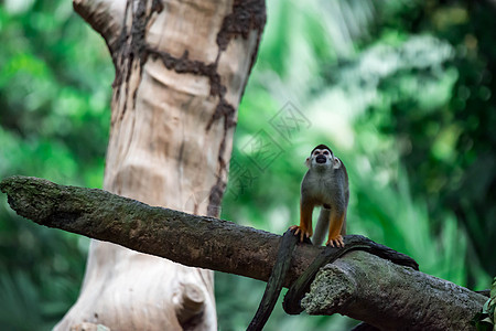 松鼠猴子精子Saimiri在树上好奇观察毛皮野生动物哺乳动物灵长类动物丛林荒野绿色尾巴森林图片