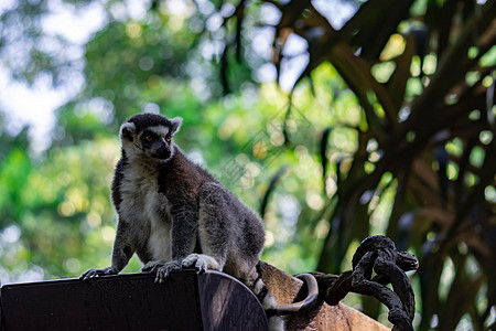 坐在树枝上观察时尾随着Lemur catta的戒指动物热带尾巴荒野毛皮婴儿灵长类动物园卡塔雨林图片