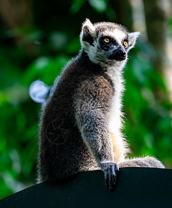 坐在树枝上观察时尾随着Lemur catta的戒指眼睛动物园森林婴儿雨林哺乳动物濒危毛皮野生动物条纹图片