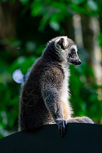 坐在树枝上观察时尾随着Lemur catta的戒指警报热带卡塔灵长类尾巴动物哺乳动物毛皮濒危婴儿图片