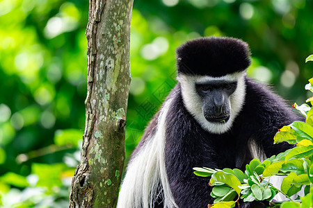 黑色和白色的黑白猴子在坐在树上时好奇地观察尾巴濒危哺乳动物旅行毛皮动物灵长类荒野黑与白森林图片