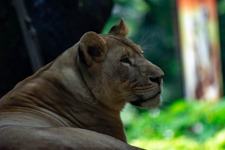 在森林里休息时 一只雌狮子或母狮的模糊近身镜头猎人家庭毛皮捕食者女性濒危食肉公园动物哺乳动物图片