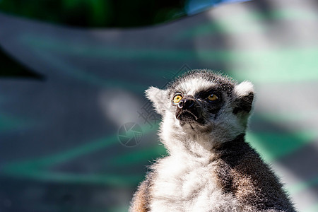 坐在树枝上观察时尾随着Lemur catta的戒指婴儿囚禁卡塔哺乳动物动物动物园雨林尾巴灵长类野生动物图片