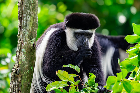 黑色和白色的黑白猴子拇指吸 在坐在树上时好奇并观察图片