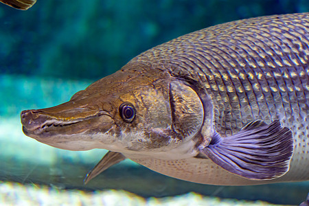 一只鳄鱼在浅海中的某处 在一座巨大的水族馆游泳时尾巴野生动物爱好钓鱼动物海洋情调环境生活异国图片