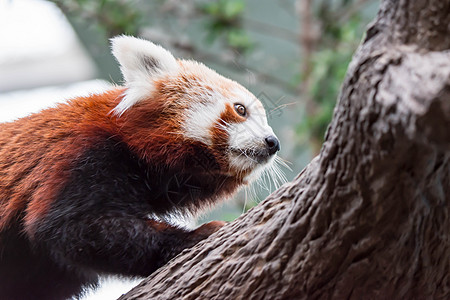 一只非常可爱的小熊猫 也称为小熊猫 红熊猫或红猫熊 同时寻找食物野生动物动物竹子森林毛皮哺乳动物大熊猫宠物富根栖息地图片