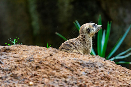 一种非常可爱的麦加特或苏里酸苏丽卡塔辛皮卡塔 同时在一堆土壤之上警报野生动物眼睛动物鼻子头发公园生物动物园警卫图片
