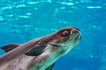 在蓝水水族馆游泳时千兆头香料皮肤鲶鱼草本植物辣椒食物树叶油炸宏观美食图片