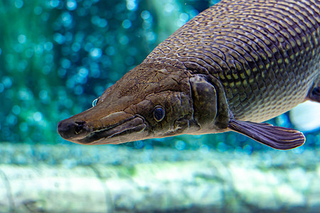 一只鳄鱼在浅海中的某处 在一座巨大的水族馆游泳时钓鱼危险淡水情调尾巴海洋生活皮肤苍蝇荒野图片