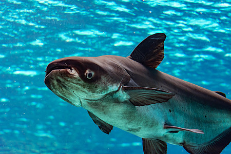 在蓝水水族馆游泳时千兆头盘子树叶香料宏观辣椒胡椒食物千兆油炸海鲜图片