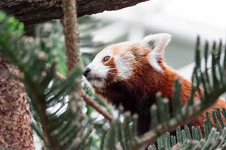 一只非常可爱的小熊猫 也称为小熊猫 红熊猫或红猫熊 同时寻找食物富根宠物哺乳动物毛皮动物森林荒野竹子栖息地野生动物图片