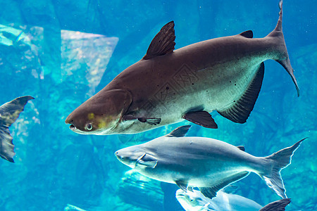 在蓝水水族馆游泳时千兆头午餐草本植物海鲜盘子树叶美食胡椒香料淡水食物图片