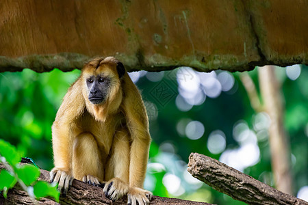 Gibbons 猿或猴子在携带和照料子女时的动物猿猴动物群女性长臂猿生物毛皮婴儿野生动物热带图片