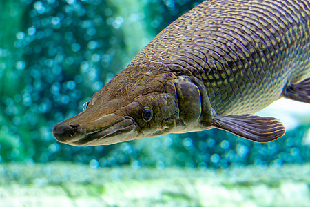 一只鳄鱼在浅海中的某处 在一座巨大的水族馆游泳时野生动物钓鱼爱好情调热带苍蝇动物化石环境蛇皮背景图片